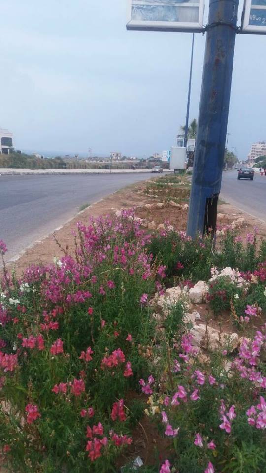  زراعة الجزر الوسطية و تنسيقها على طول الكورنيش الغربي و الكورنيش الجنوبي 